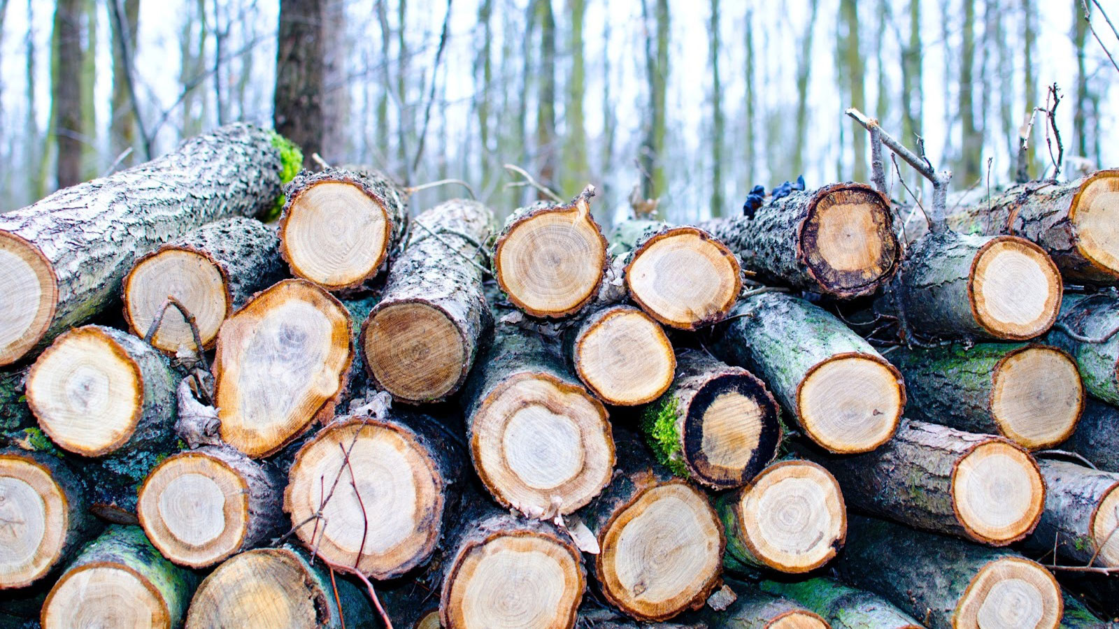 timber sales