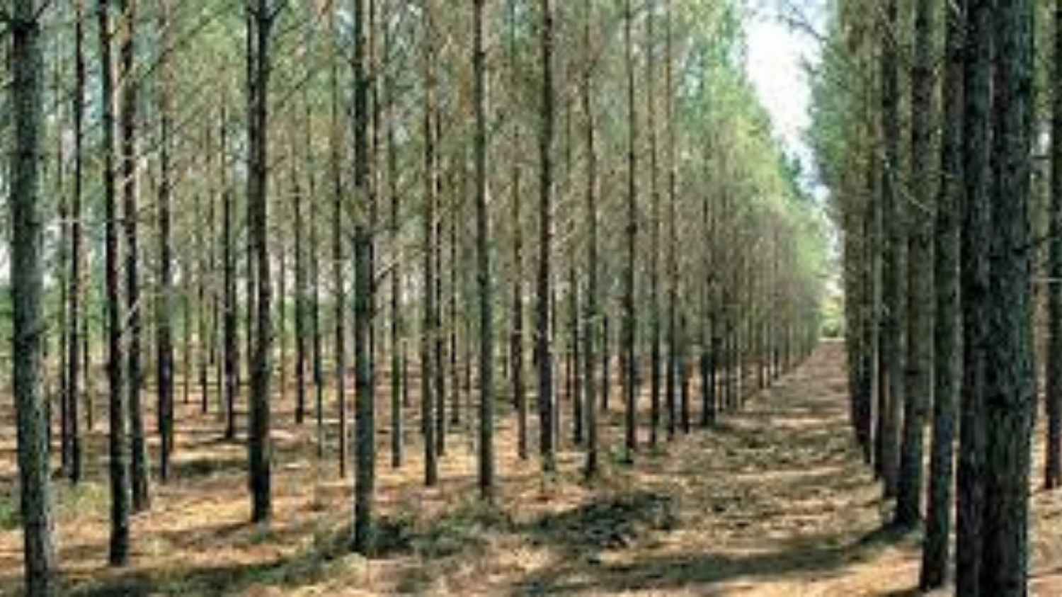 pine thinning
