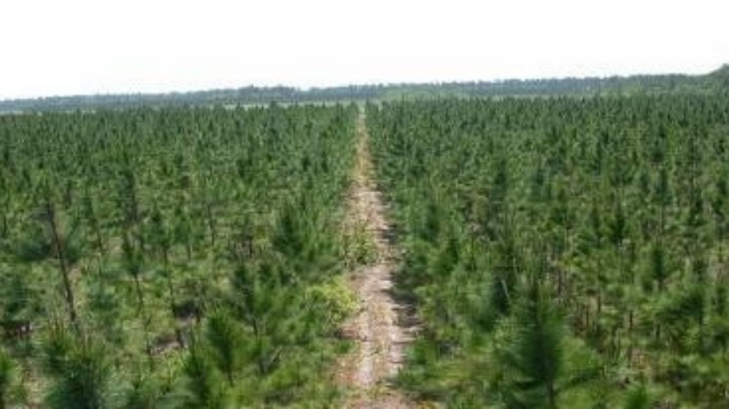 plantation establishment
